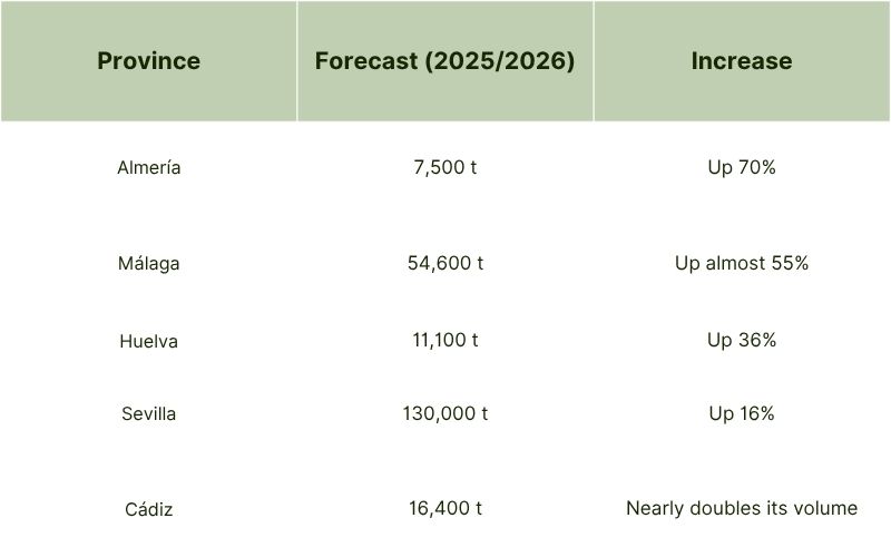 Forecasted Olive Oil Output by Andalusian Province (20252026).jpg